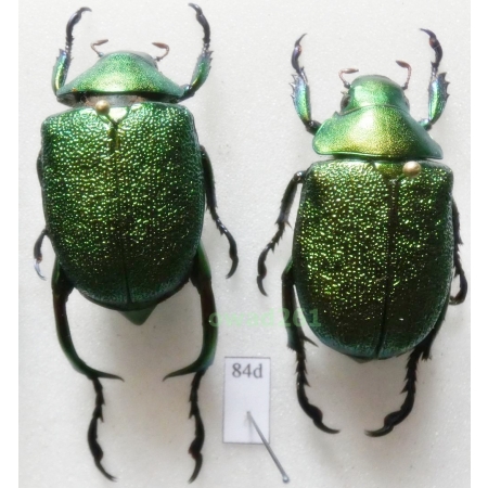 Chrysophora chrysochlora (Latreille, 1811) pair 29mm Peru84d